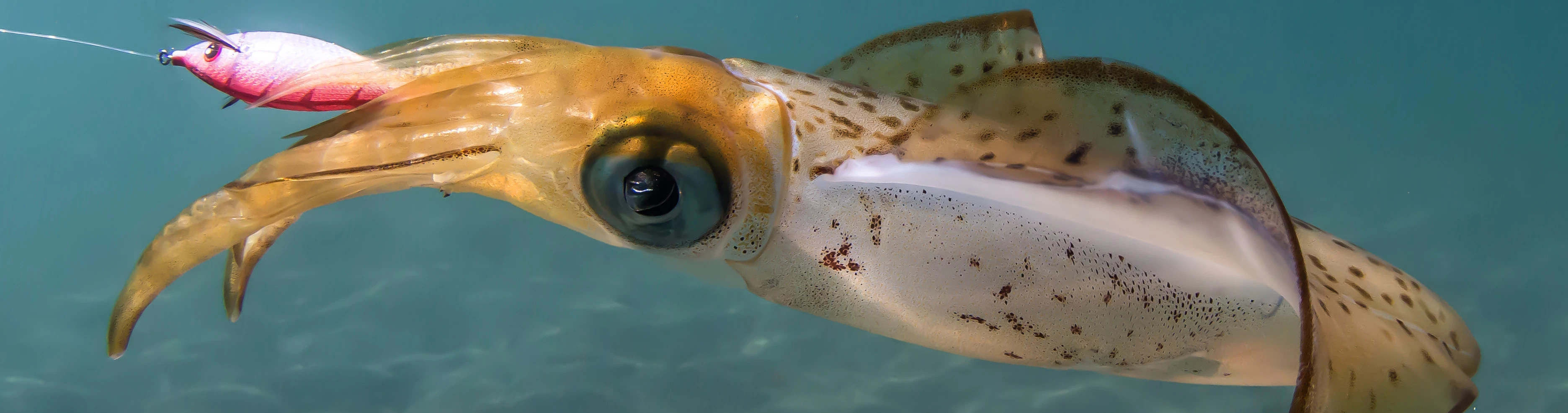 BUKVA Squid Jigs